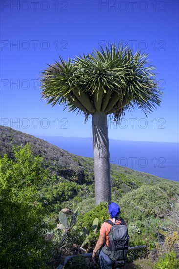 Canary canary islands dragon tree