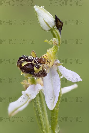 Bee orchid