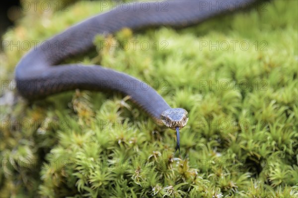 Common european viper