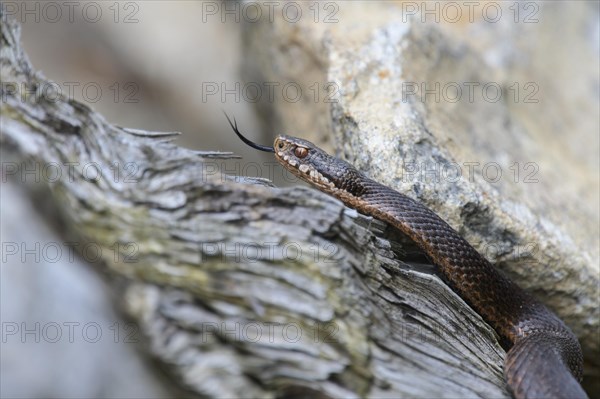 Common european viper