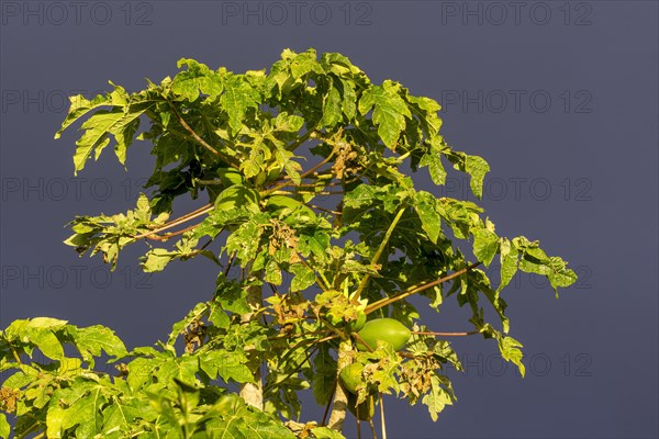 Mango tree in the evening light