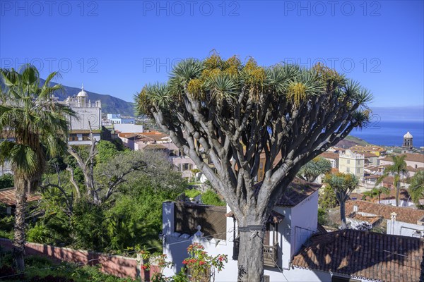 Dragon trees