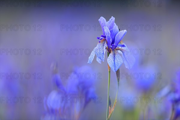 Siberian iris