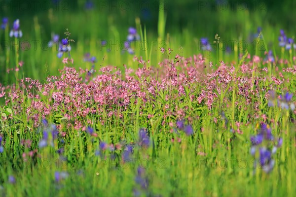 Ragged robin