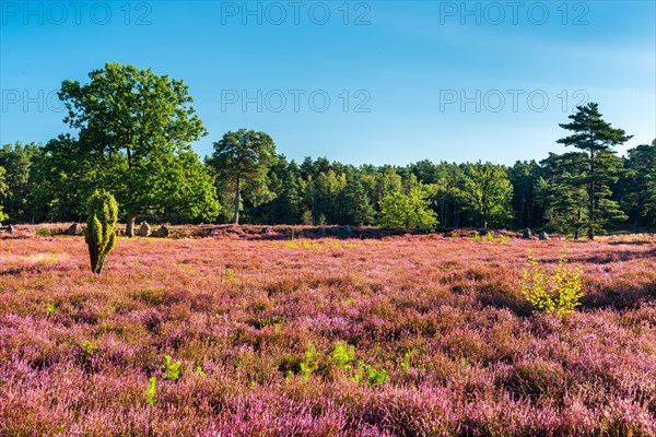 Typical heath landscape with flowering heather and juniper