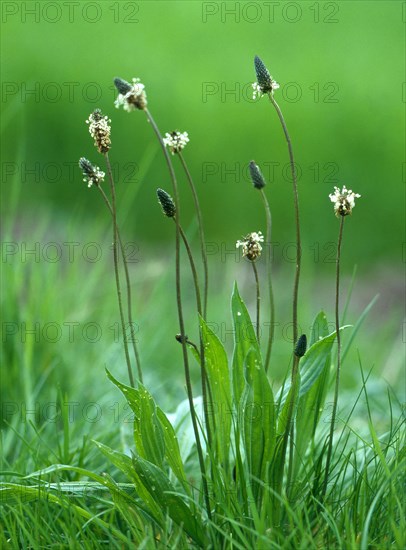 Ribwort Plantain