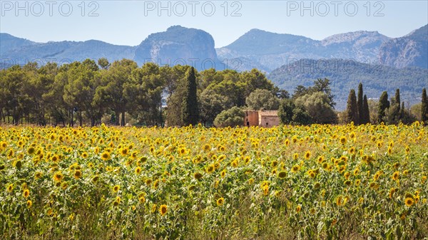 Sunflower field in front of Tramuntana mountains