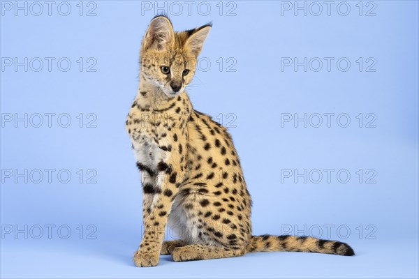 Serval