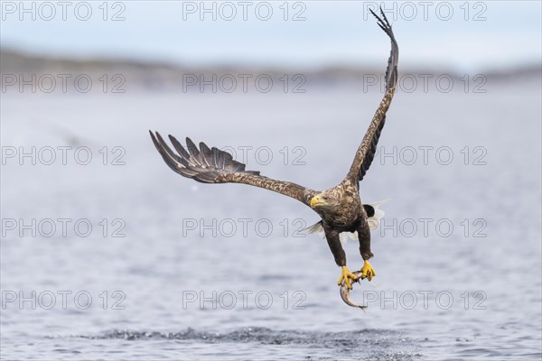 White-tailed eagle