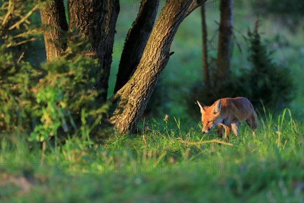 Red fox