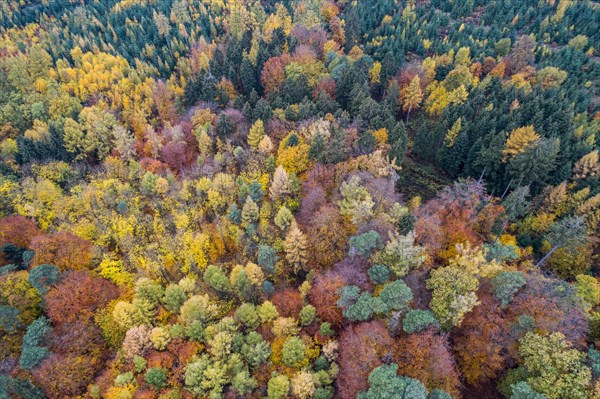 Autumn coloured mixed forest