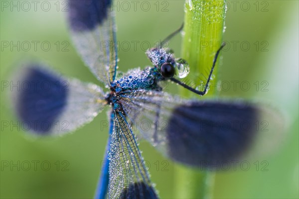 Banded demoiselle