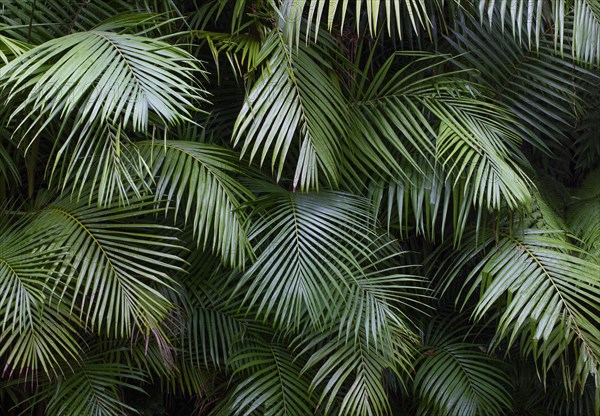 Tree ferns