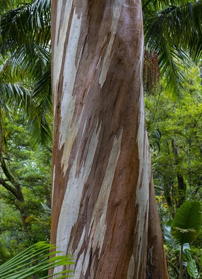 Blue Eucalyptus