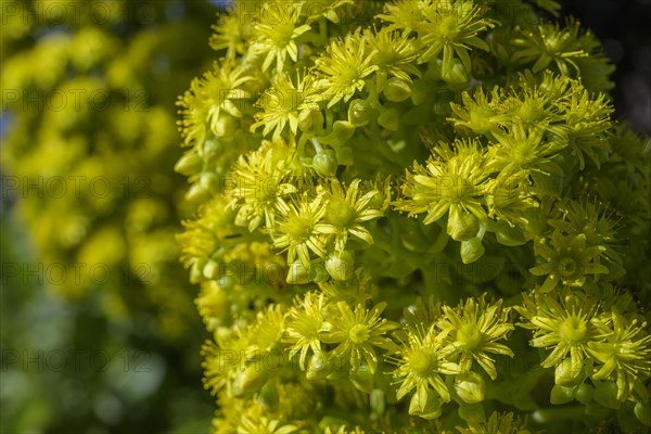 Flowering tree aeonium