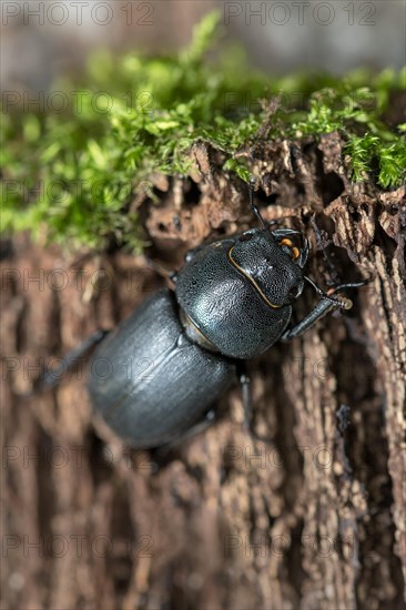 Lesser stag beetle