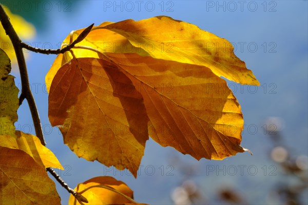 Colourful autumn leaves at Alatsee near Fuessen