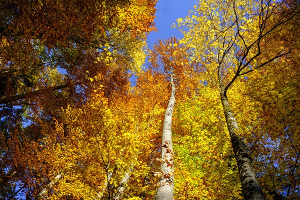 Beech forest in autumn