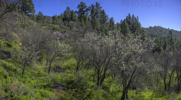 Flowering almond tree