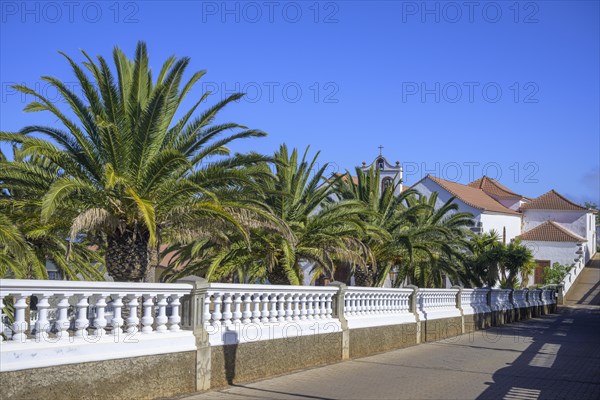 Palm grove at the Iglesia nuestra Senora de La Luz