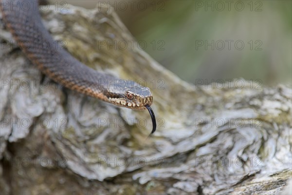 Common european viper