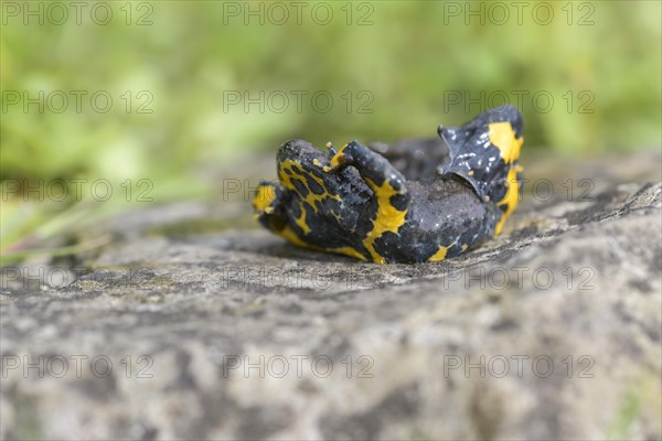 Yellow-bellied toad