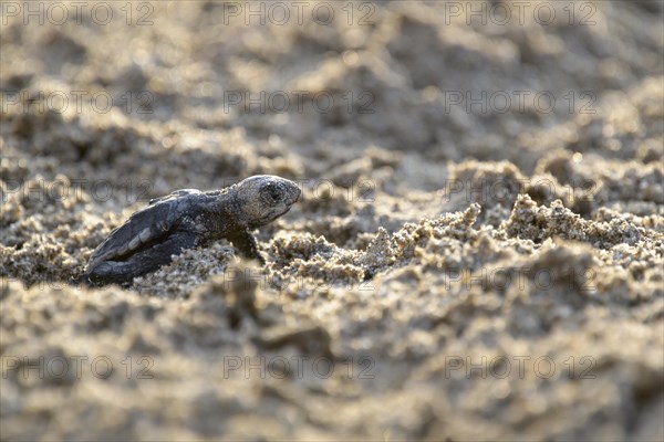 Loggerhead sea turtle