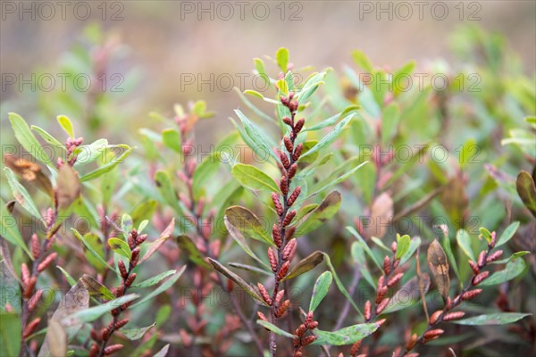 Bog Myrtle