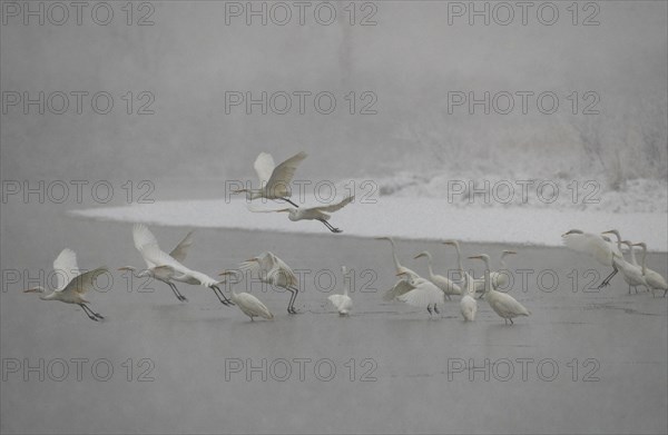 Great egret