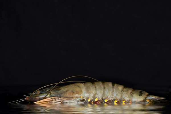 A giant tiger prawn