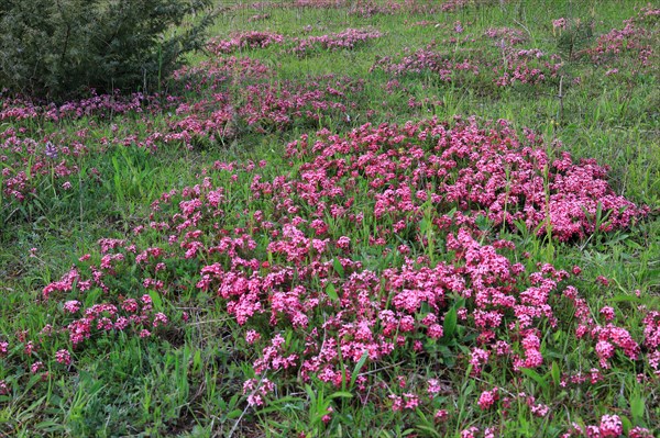 Groups of garland flower