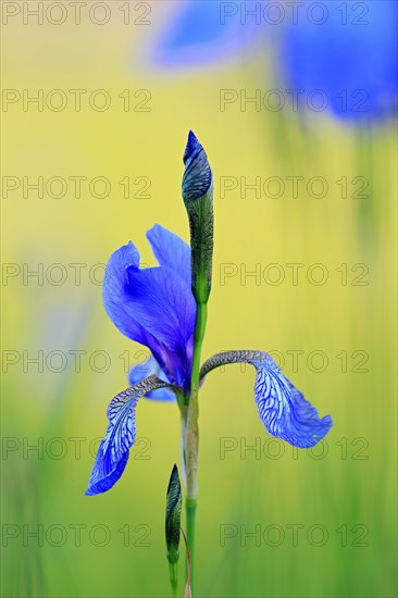 Siberian iris