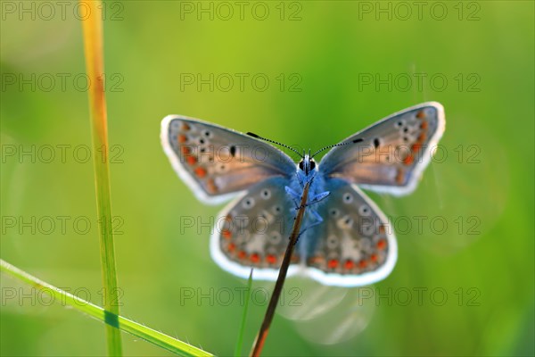 Gossamer winged butterfly