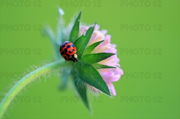 Ladybird