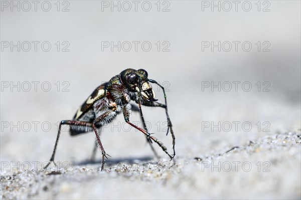 Dune sand beetle