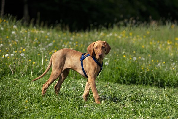 Vizsla puppy