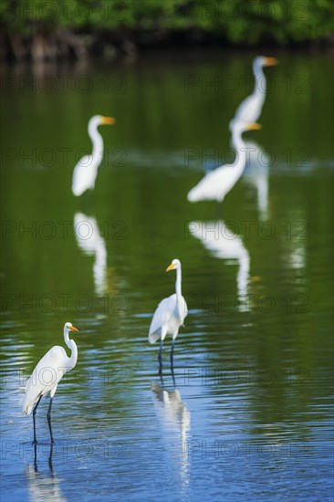 Great white egrets