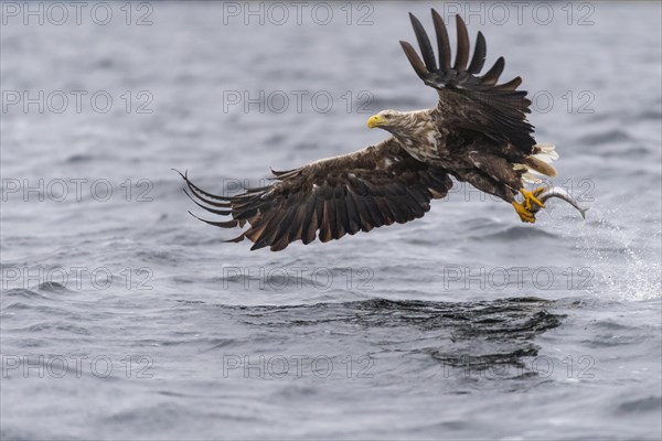 White-tailed eagle