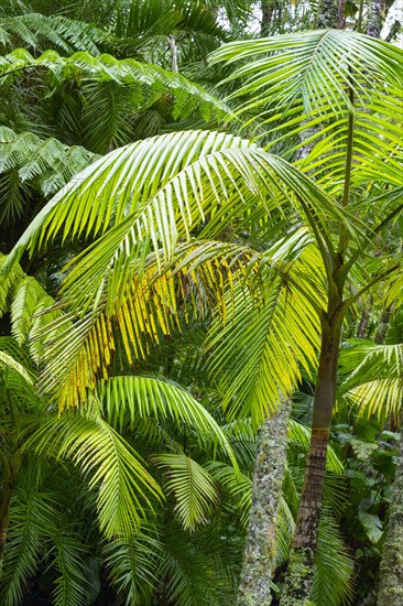 Tree ferns