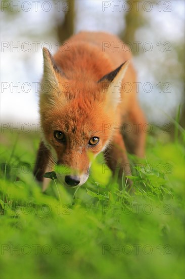 Red fox