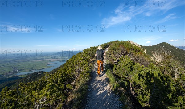 Hiker on a hiking trail between mountain pines