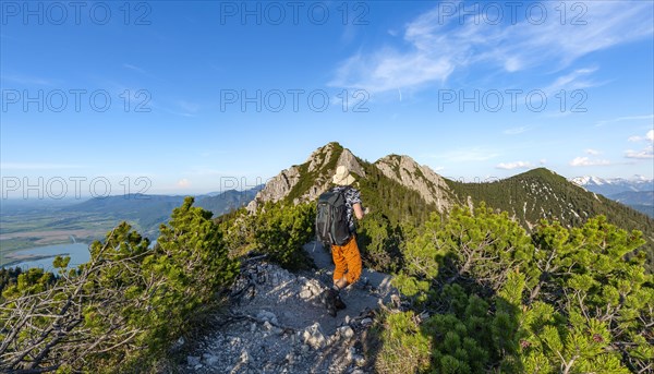 Hiker on a hiking trail between mountain pines