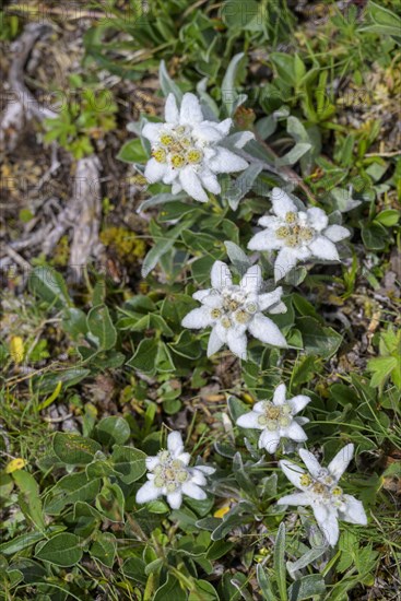 Alpine edelweiss