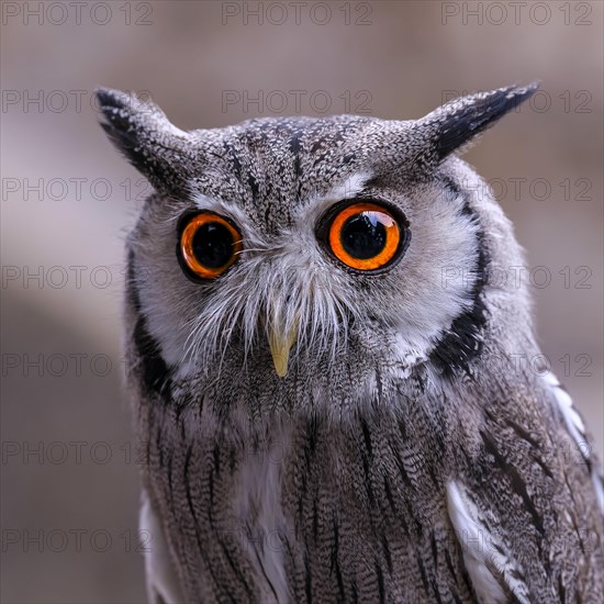Bush owl