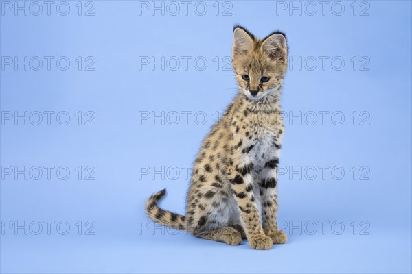 Serval