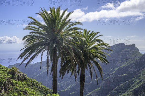 Canary island date palm