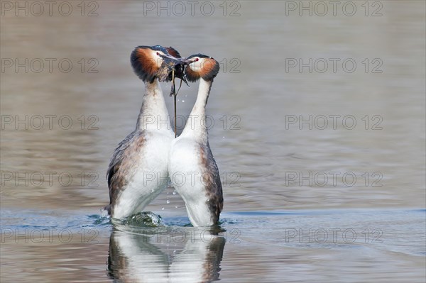 Great crested grebe