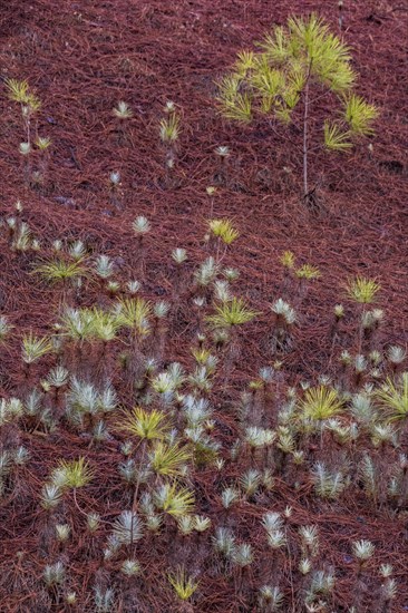 Young canary island pine