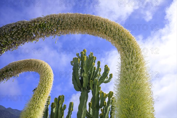 Flowering Dragon Tree Agave or lion's tail