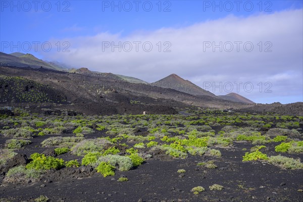 Lava fields with fresh greenery